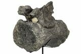 Sauropod Caudal Vertebra w/ Metal Stand - Bone Cabin Quarry #357041-4
